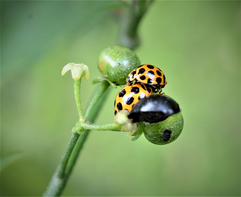 Lady Beetle's making love, Lady Beetles making love, close up graphy, yellow, Lady Beetle, small, graphy, gold, close up, tiny, Brisbane, Queensland, Lady Beetle meeting weed, nature, weeds, Australia, HD wallpaper