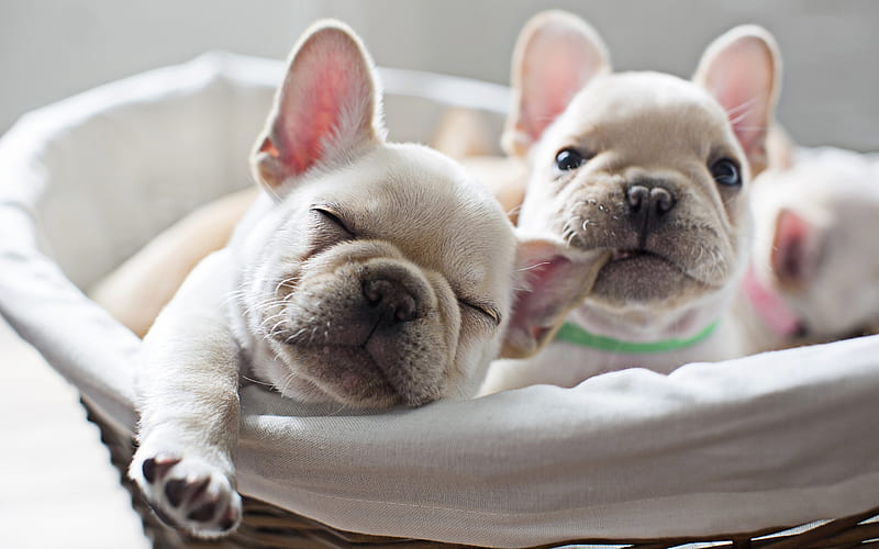 white french bulldogs, puppies, dogs, close-up, french bulldog, pets, cute animals, bulldogs, R, HD wallpaper