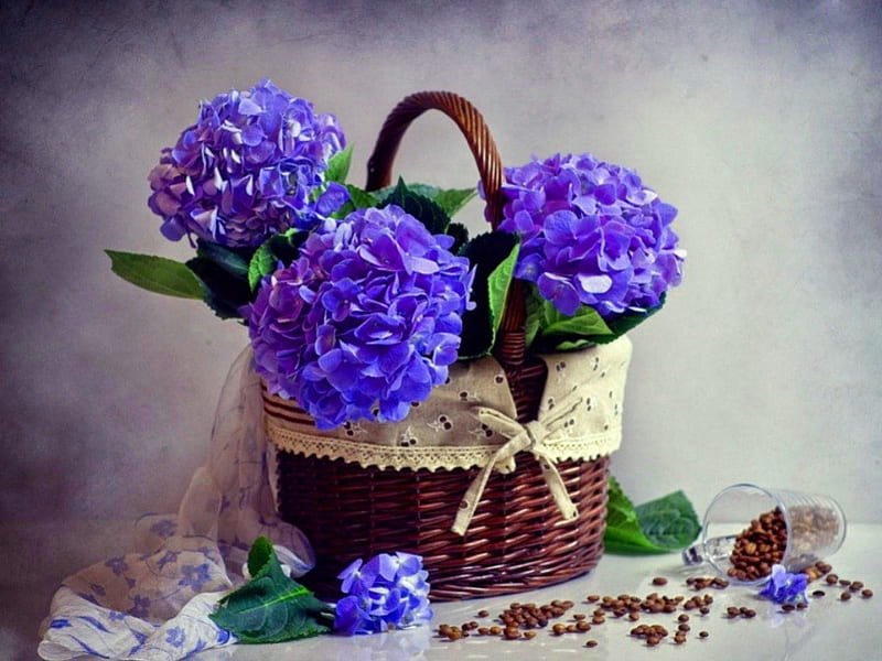 Hortensias azules, hortensias, café, cesta, flores, azul, Fondo de pantalla  HD | Peakpx