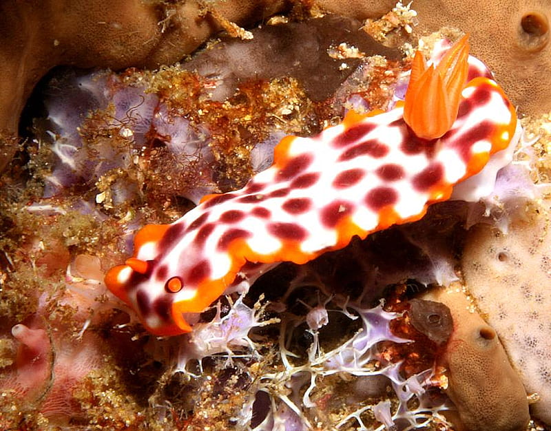 Hypselodoris purpureomaculosa, mollusk, reefs, under water creature, jelly fish, sea slug, HD wallpaper