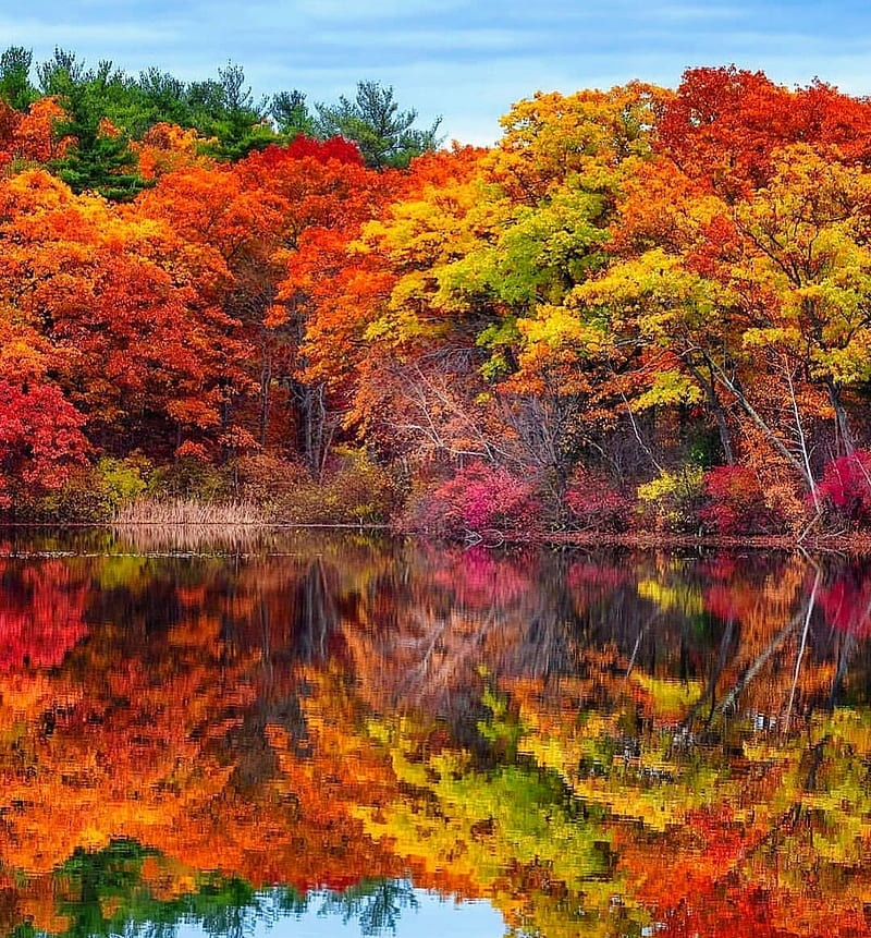 Autumn season, autumn, beautiful colors, colorful, fall, forest ...