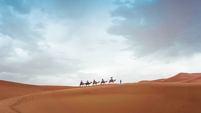 five camels walking on sand during daytime, HD wallpaper