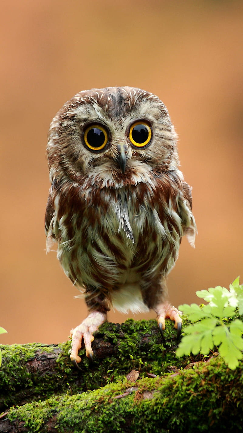 Owl, cute owl, night, owls, HD phone wallpaper