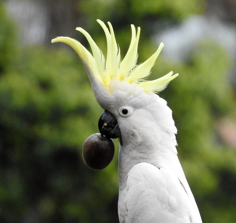 Polly Want A Passion fruit, kindness to animals, graphy, wild bird,  Cockatoo, HD wallpaper | Peakpx