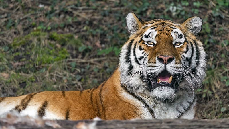 tigress, big cat, predator, fangs, HD wallpaper