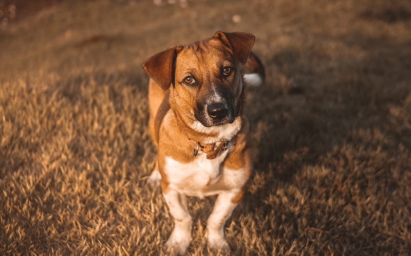 Jack Russell Terrier pets, dogs, lawn, cute animals, Jack Russell Terrier Dog, HD wallpaper