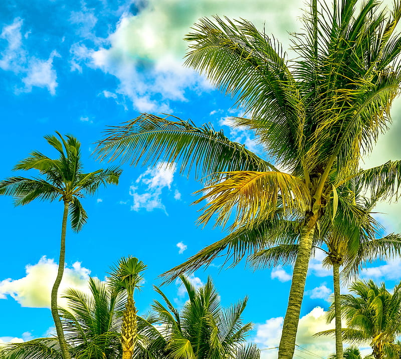 Palm Trees , beach, summer, sunny, HD wallpaper
