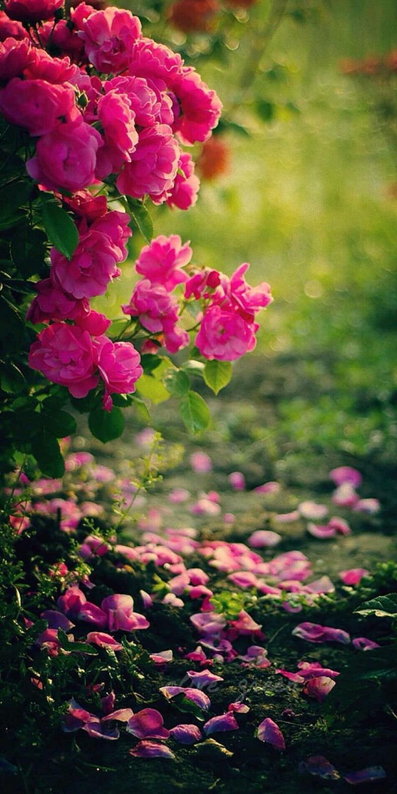 Rose, beautiful 2018, flower, cherry, tree, natural, HD phone wallpaper
