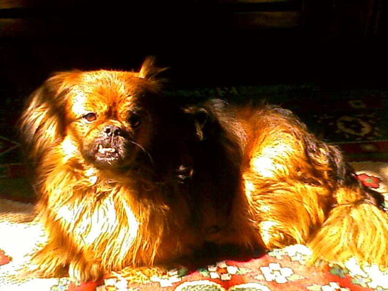 pekingese, pekingese-dog-my dog, HD wallpaper