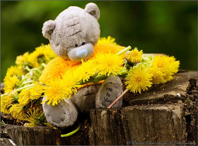 Cute Bear, cute, teddy, bear, flowers, yellow, HD wallpaper