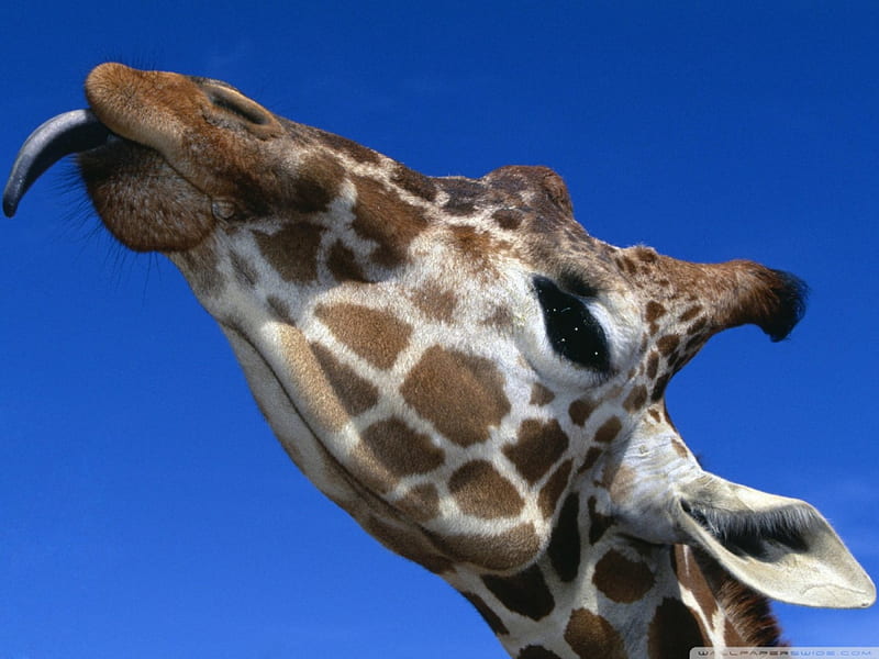 cheeky giraffe, cheeky, head, giraffe, tongue, HD wallpaper