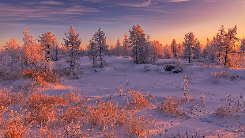 Fir Tree In Snow Field During Sunset Winter, HD wallpaper
