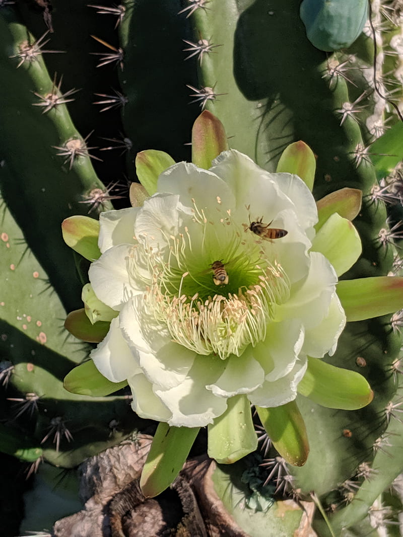 Cereus cactus bloom, peruvian apple, spring, HD phone wallpaper