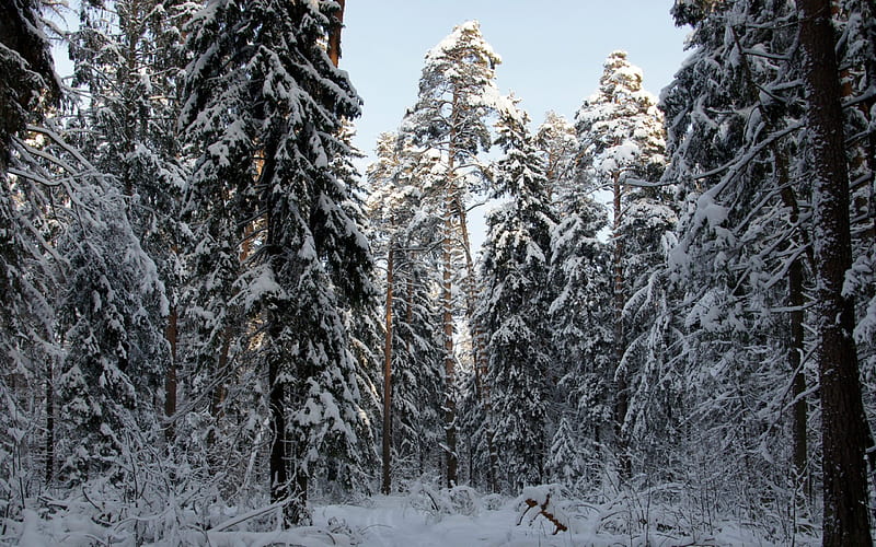 Winter-forest, forest, sky, snow, Winter, HD wallpaper | Peakpx