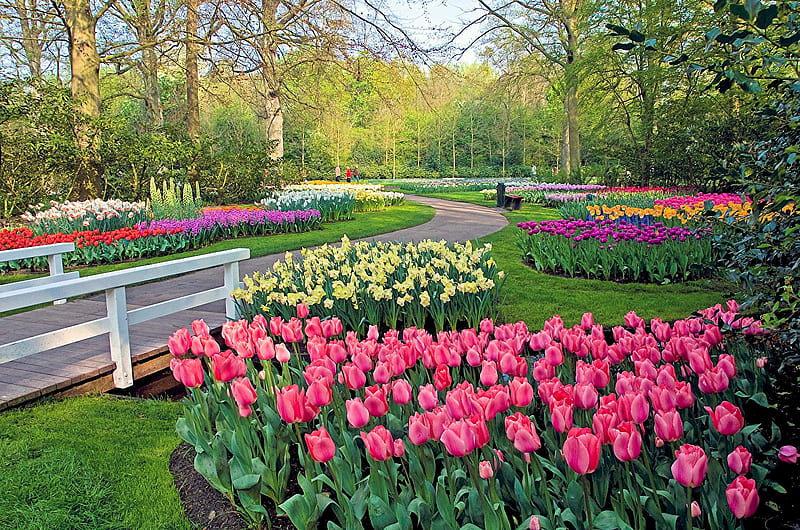 Springtime at Keukenhof Gardens, tulips, daffodils, netherlands, fence, flowers, trees, HD wallpaper