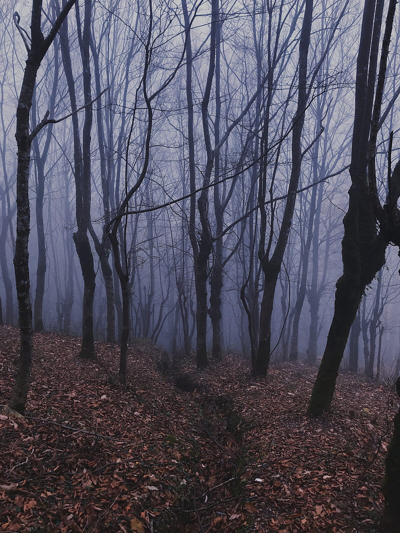 forest, fog, haze, trees, HD phone wallpaper
