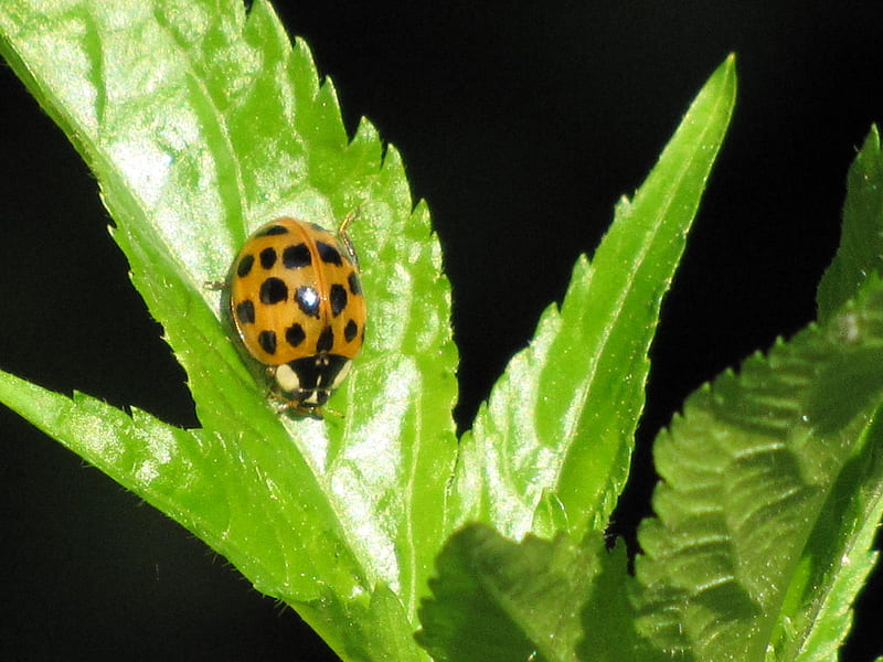 Sweet Ladybug, lieveheersbeestje, ladybug, leaves, sun, bladeren, zomer, summer, zon, HD wallpaper
