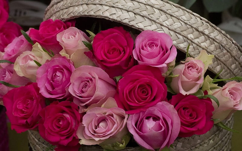 Roses, flower, rose, pink, basket, HD wallpaper | Peakpx