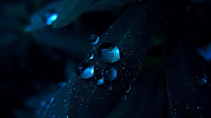 Leaves Blue Water Drops Macro Nature Dark Blue, HD wallpaper