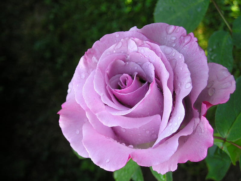 Hermosas rosas, mojado, gotas de agua, flores, belleza, rosas, Fondo de