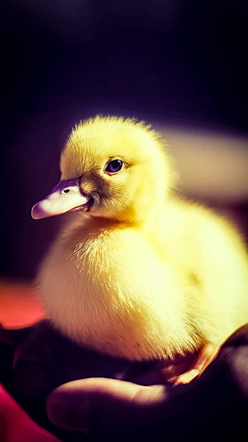Duckling, animals, cute, pet, yellow, HD phone wallpaper