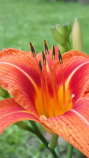 HD daylily wallpapers | Peakpx