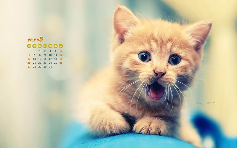 Cute Cat Surprise Looking-May 2012 calendar, HD wallpaper