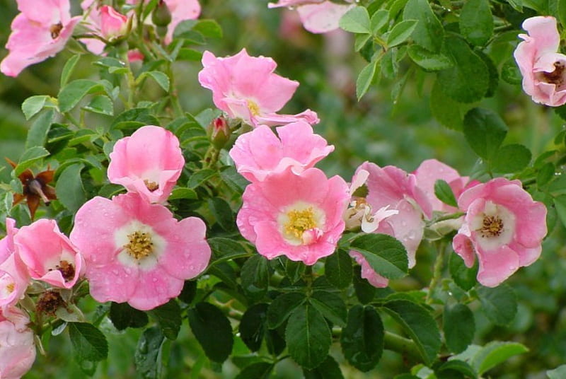 wild roses, rose, pink, bush, wild, HD wallpaper