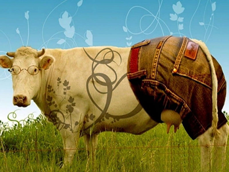 cow holstein, pants, cow, holstein, grass, HD wallpaper