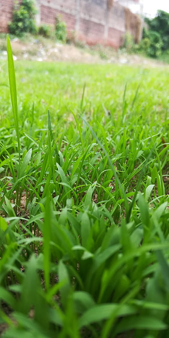 Grass mobile for android. Чистая трава.