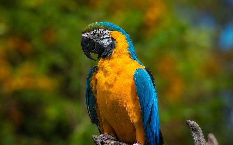 Blue-and-yellow macaw, beautiful yellow parrot, tropical birds, macaw, parrots, HD wallpaper