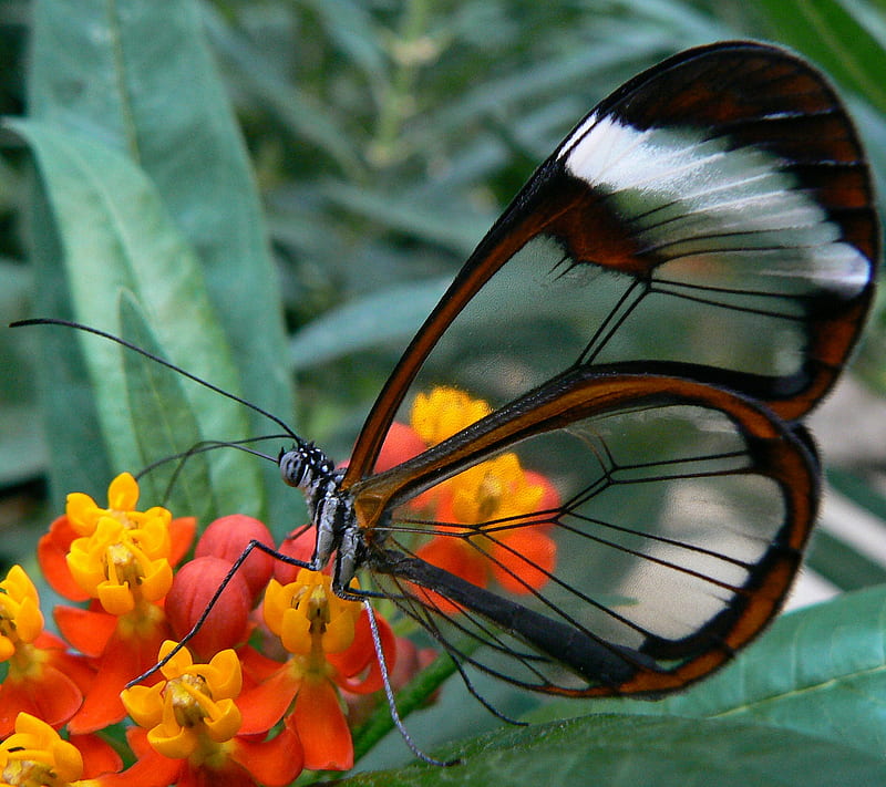 Glasswing Butterfly, bug, butterfly, flower, glass, insect, transparent, wings, HD wallpaper