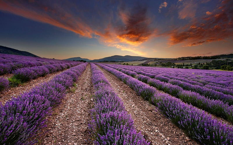 Lavender Field at Dawn, Vaucluse Provence, France, sun, orange, ground, lavender, clouds, sunrise, land, blue, dawn, sky, daylight, purple, france, flower, day, nature, field, HD wallpaper