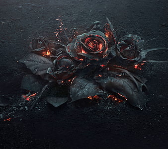 Rose, black, flower, HD wallpaper