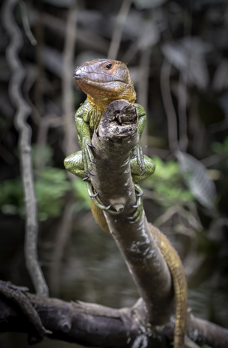 caiman lizard, lizard, reptile, branch, wildlife, HD phone wallpaper