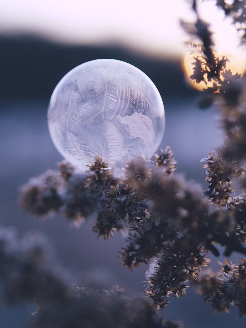 frozen bubble, pine tree, HD phone wallpaper