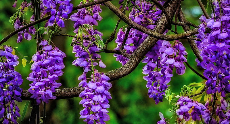 Wisteria Flowers, pretty, Flowers, Wisteria, Nature, HD wallpaper | Peakpx