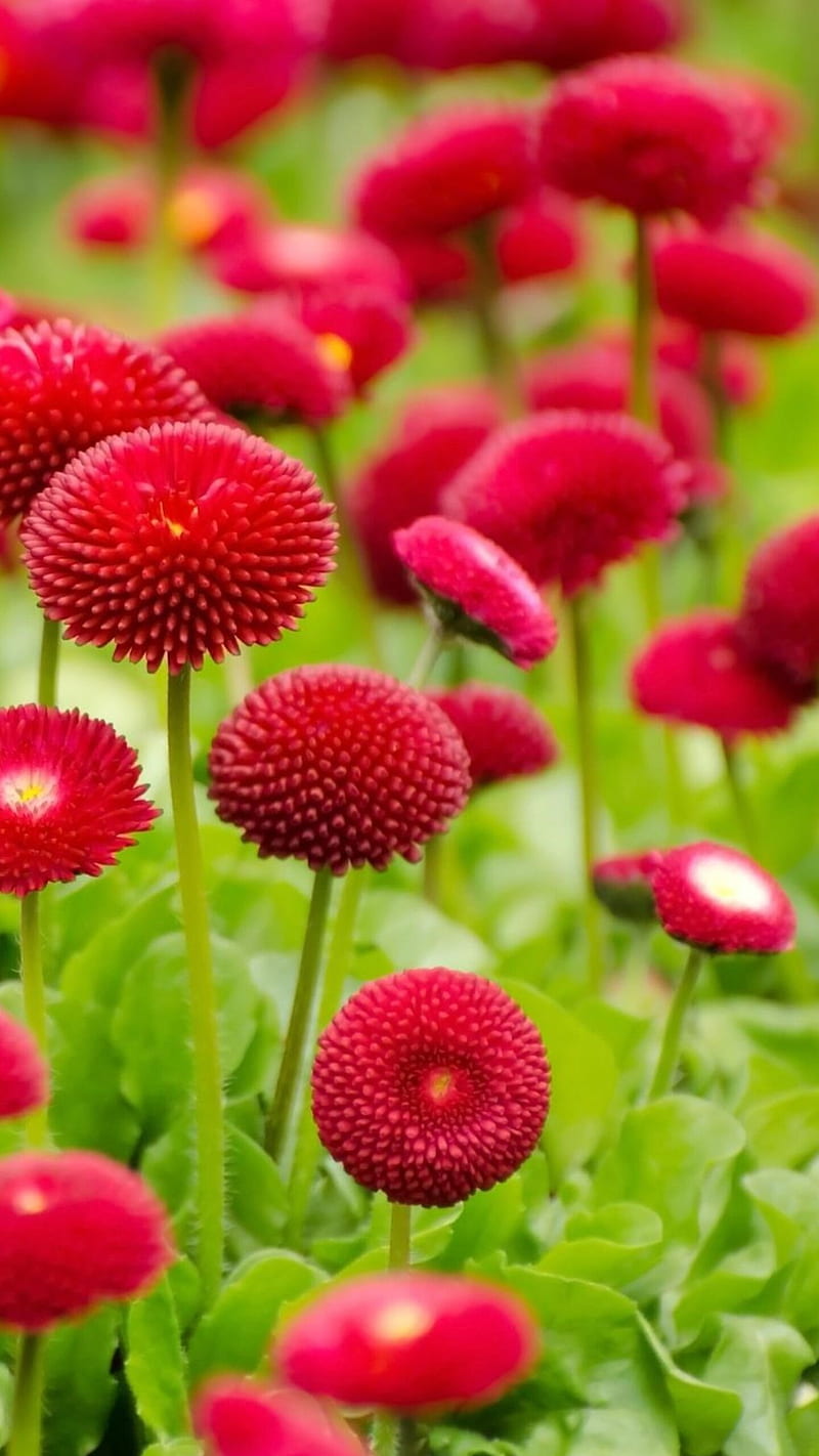 Flowers in summer, flower, daisy, red, green, leaves, background, blur, HD  phone wallpaper | Peakpx
