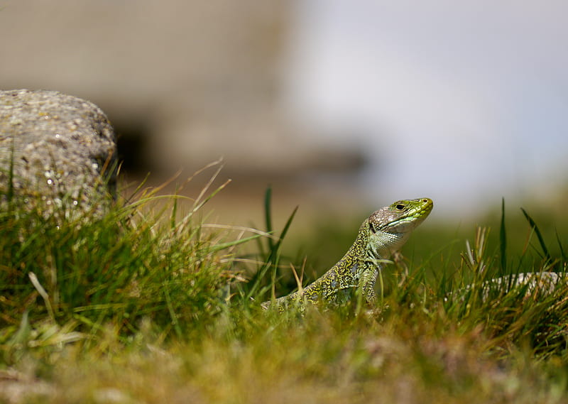 lizard, reptile, grass, wildlife, macro, HD wallpaper