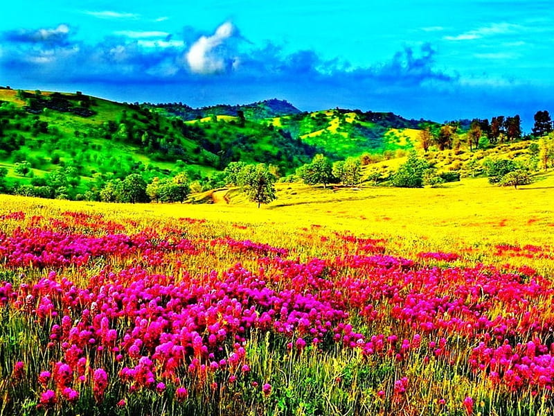 Spring flowers on mountain meadow, colors of nature, colorful, green nature, clouds, mountain, graphy, splendor, landscapes, sunrise, yellow colors, morning, evening, colors, sky, forces of nature, sunrays, flower, violet, nature, HD wallpaper