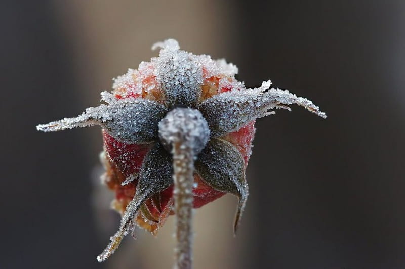 Cold and sad, rose, seasons, cold, graphy, close-up, flowers, pink, frost, frosted, abstract, softness, winter, pink rose, macro, sad, garden, nature, frozen, HD wallpaper