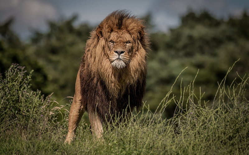 Lion, wildlife, predator, lions, Africa, wild animals, dangerous animals,  HD wallpaper | Peakpx