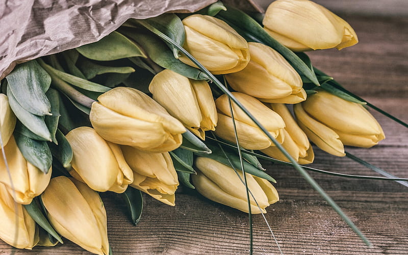 yellow tulips, yellow flowers, spring tulips, tulips, bouquet of tulips, HD wallpaper