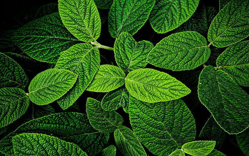 mint, green leaves texture, plant textures, leaves, green backgrounds, leaves texture, green leaves, green leaf, macro, leaf pattern, leaf textures, HD wallpaper