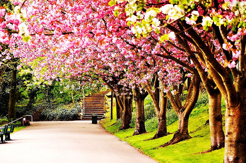 Springtime Alley, benches, blossoms, path, stairs, sunshine, cherry, HD wallpaper