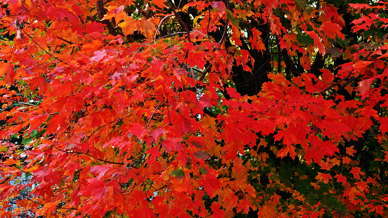 The Beauty Of Autumn, scenic autumn, autumn scene, fall colors, auutmn ...