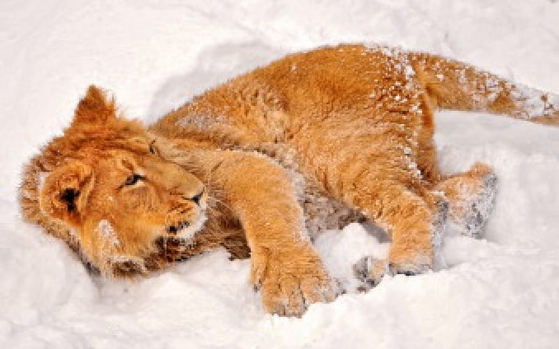 Lion Playing in the Snow, playing, fun, snow, lion, HD wallpaper Lion Playing in the Snow, playing, fun, snow, lion, HD wallpaper