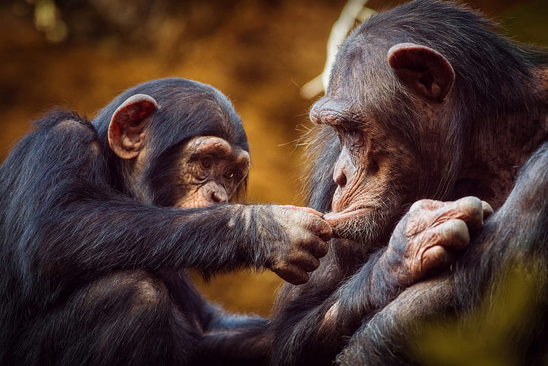 Monkeys, Chimpanzee, Baby Animal, Monkey, Primate, HD wallpaper