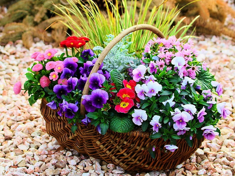 Floral basket, pretty, grass, bonito, fragrance, nice, arrangement, pansies, flowers, harmony, lovely, violets, scent, spring, freshness, bouquet, basket, summer, garden, HD wallpaper