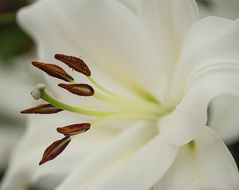 White Lily Flower Macro Ultra, Aero, Macro, Flower, Lily, Stamens, lilium, stigma, HD wallpaper
